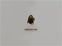 藏品(黃豔金龜)的圖片